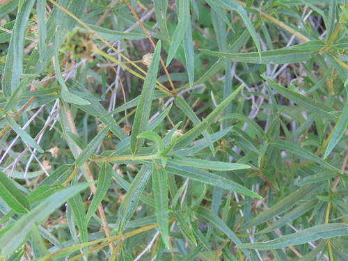 Image of Aspilia Eenii (Aspilia eenii) by no rights reserved