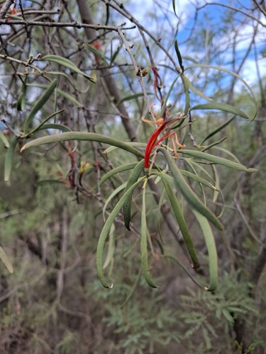 Harlequin Mistletoe