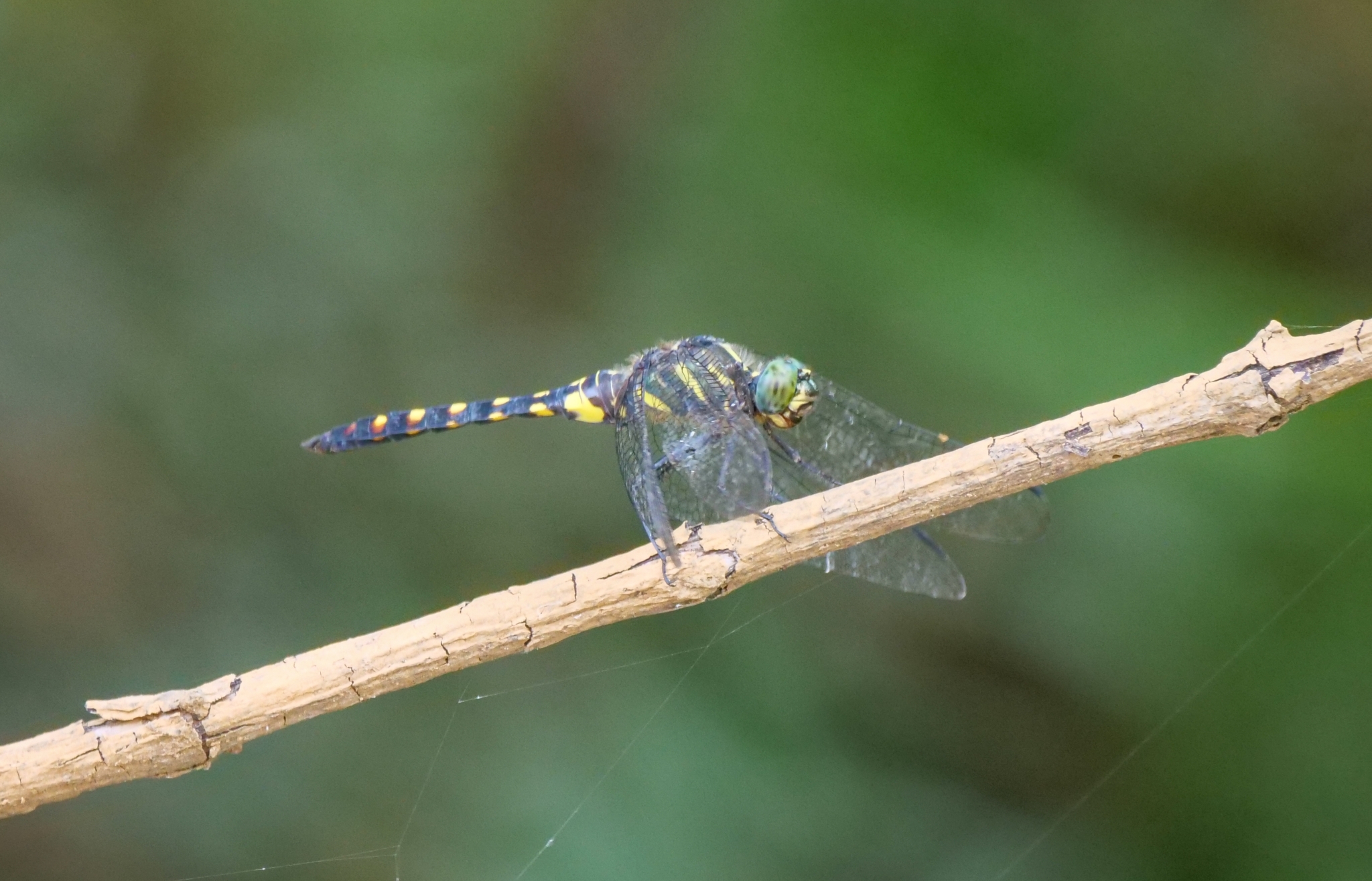 Stellate River Hawk