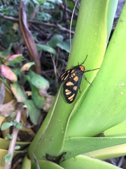 Amata annulata