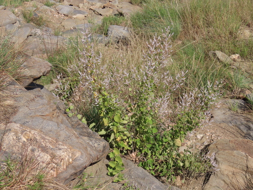 Tetradenia riparia