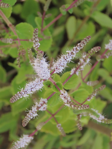 Tetradenia riparia