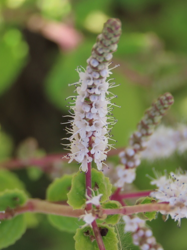 Tetradenia riparia