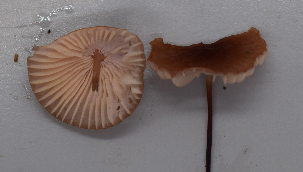 Marasmius brunneolorobustus · April 2025 · photo: © davidwhyte (iNaturalist, cc-by-sa)