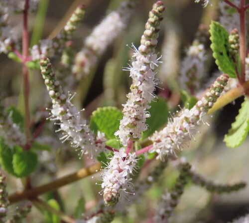 Tetradenia riparia