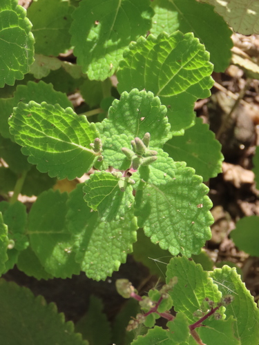 Tetradenia riparia