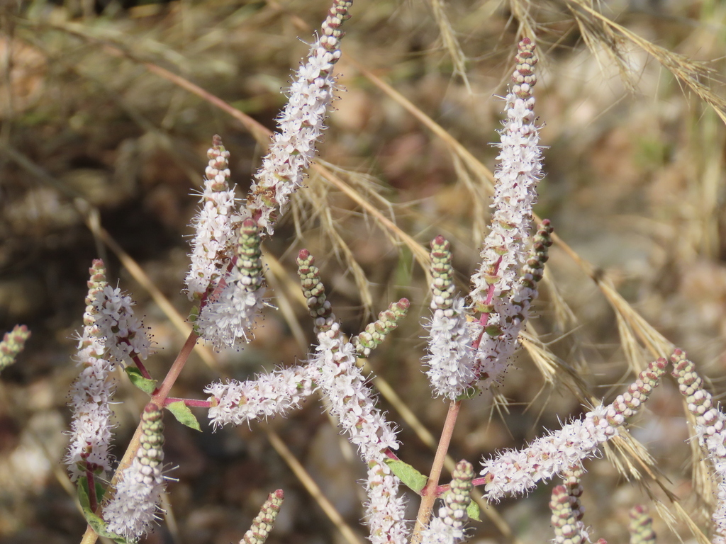 Tetradenia riparia, Khomas Region, Namibia