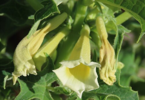 Yellow Djirrie (Rogeria bigibbosa)