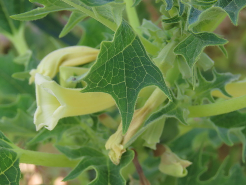 Image of Rogeria bigibbosa by no rights reserved