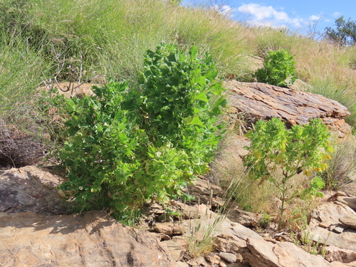 Image of Rogeria bigibbosa by no rights reserved