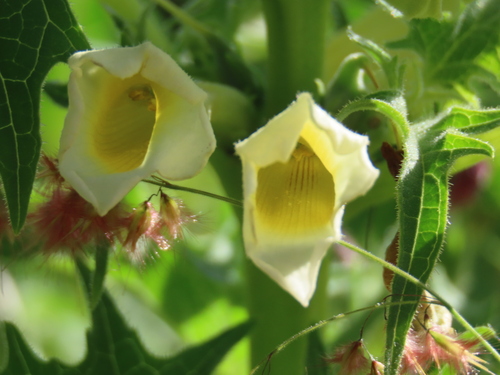 Image of Rogeria bigibbosa by no rights reserved