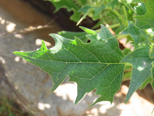 Image of Rogeria bigibbosa by no rights reserved