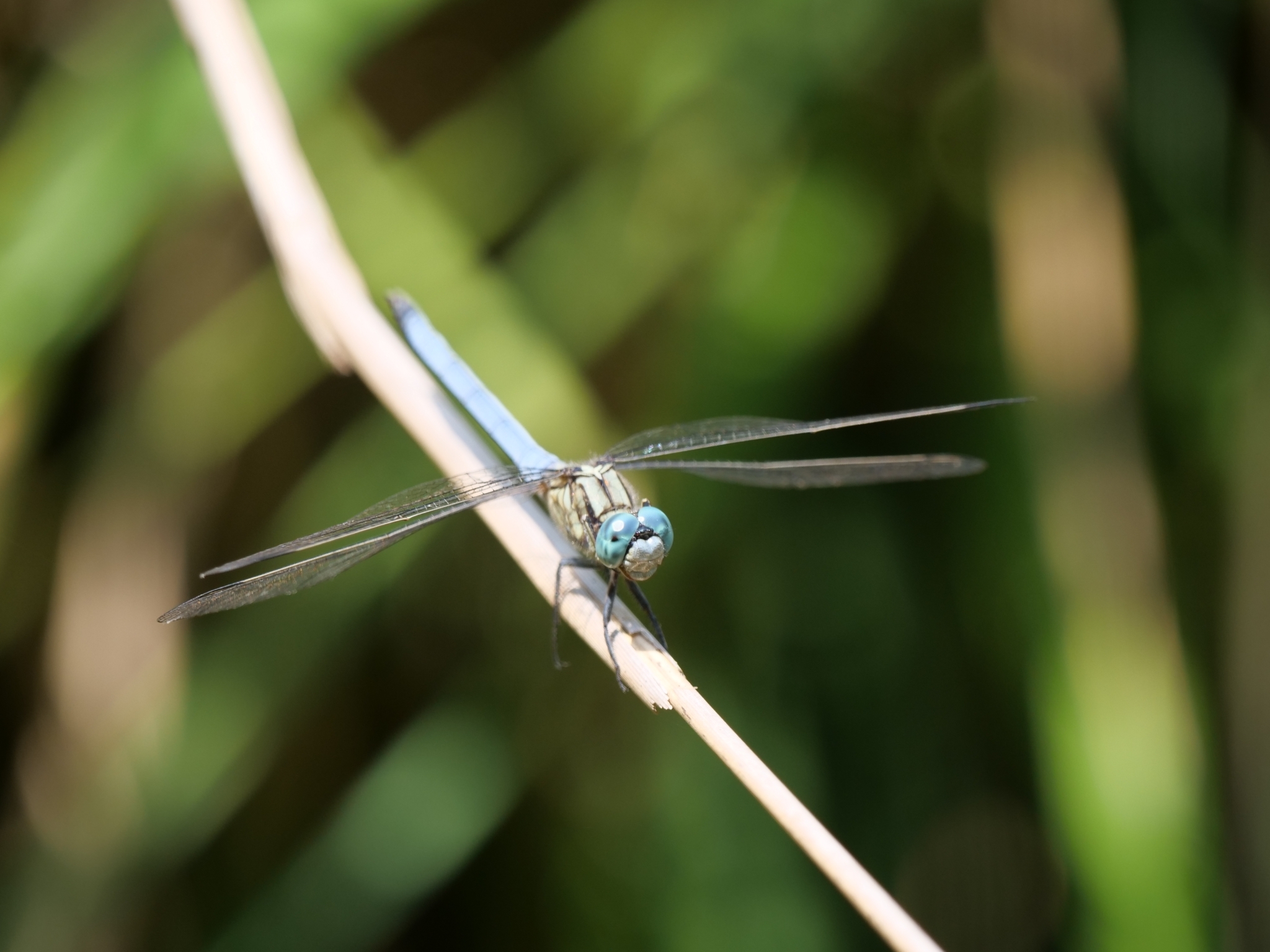 Marsh Skimmer