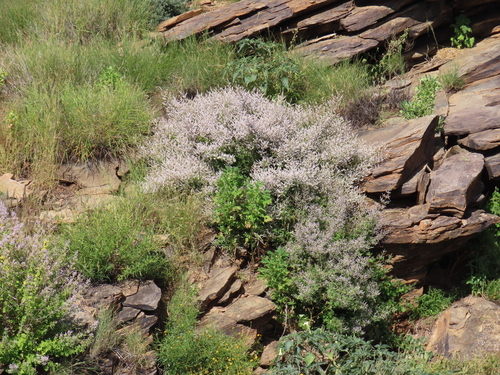 Tetradenia riparia