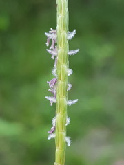 Eremochloa ophiuroides