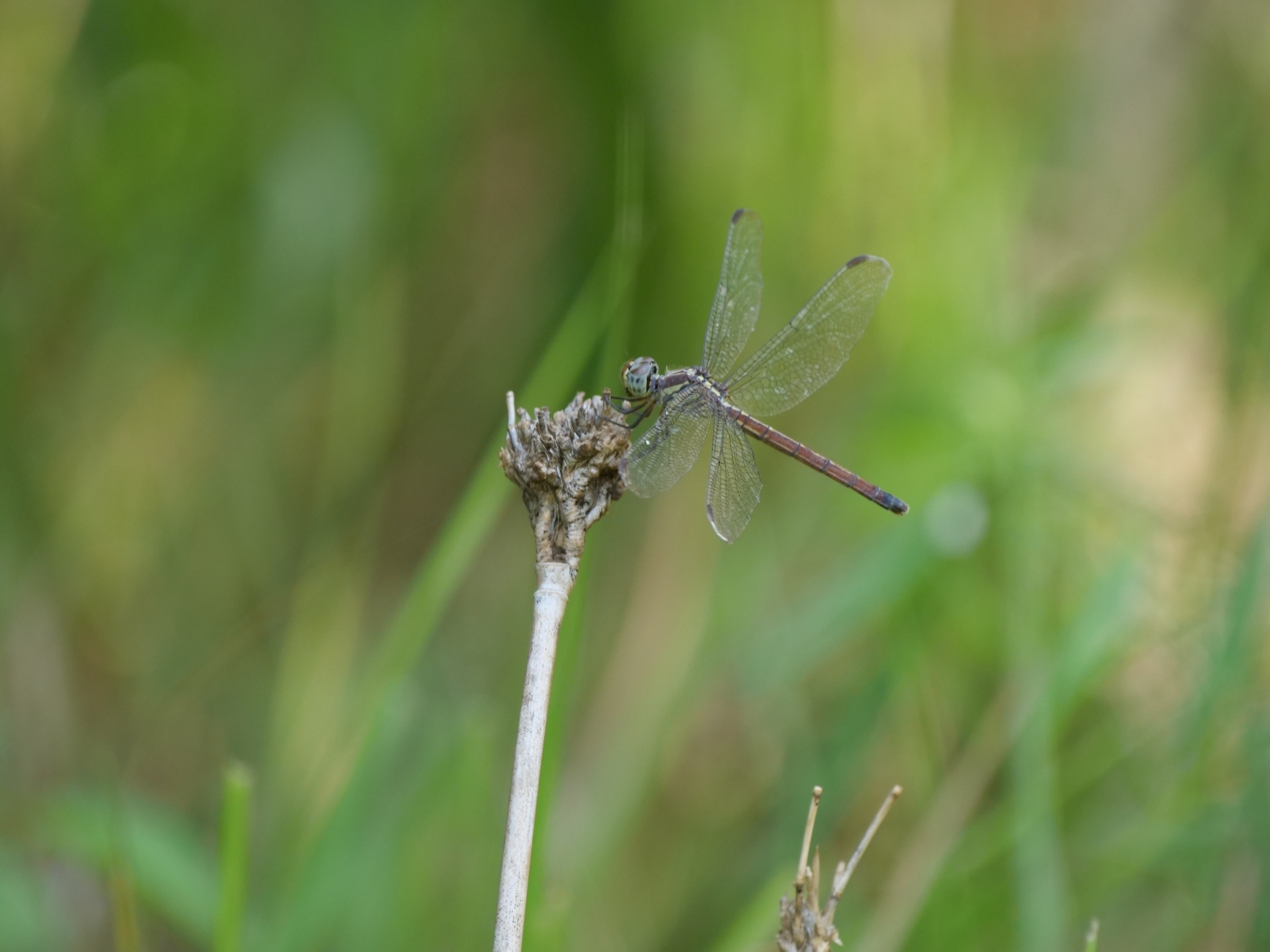 Asiatic Bloodtail