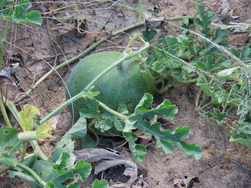 Hybrid Watermelon (Citrullus amarus)