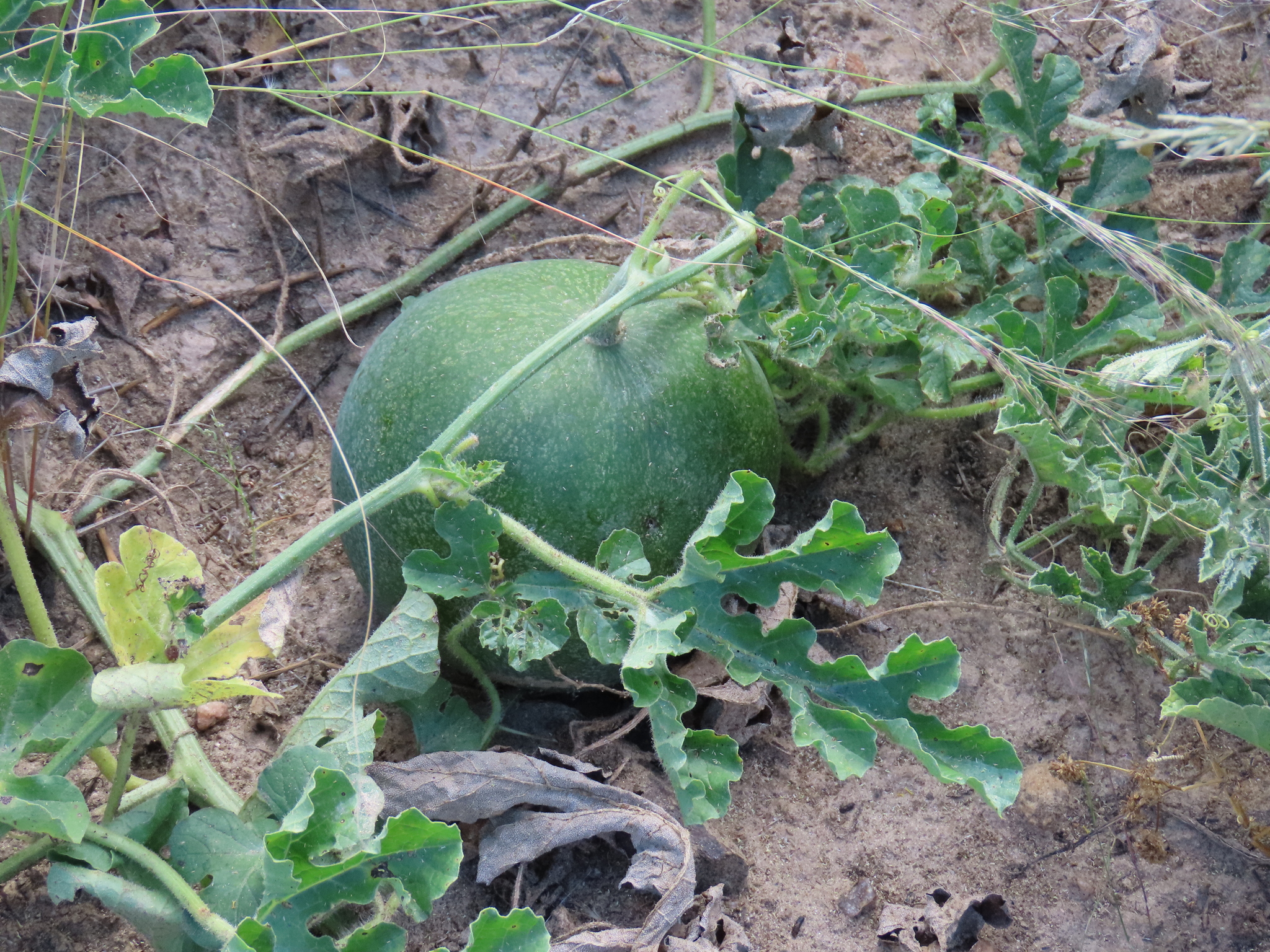 Tsamma Melon (Citrullus amarus)