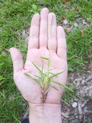 Eremochloa ophiuroides