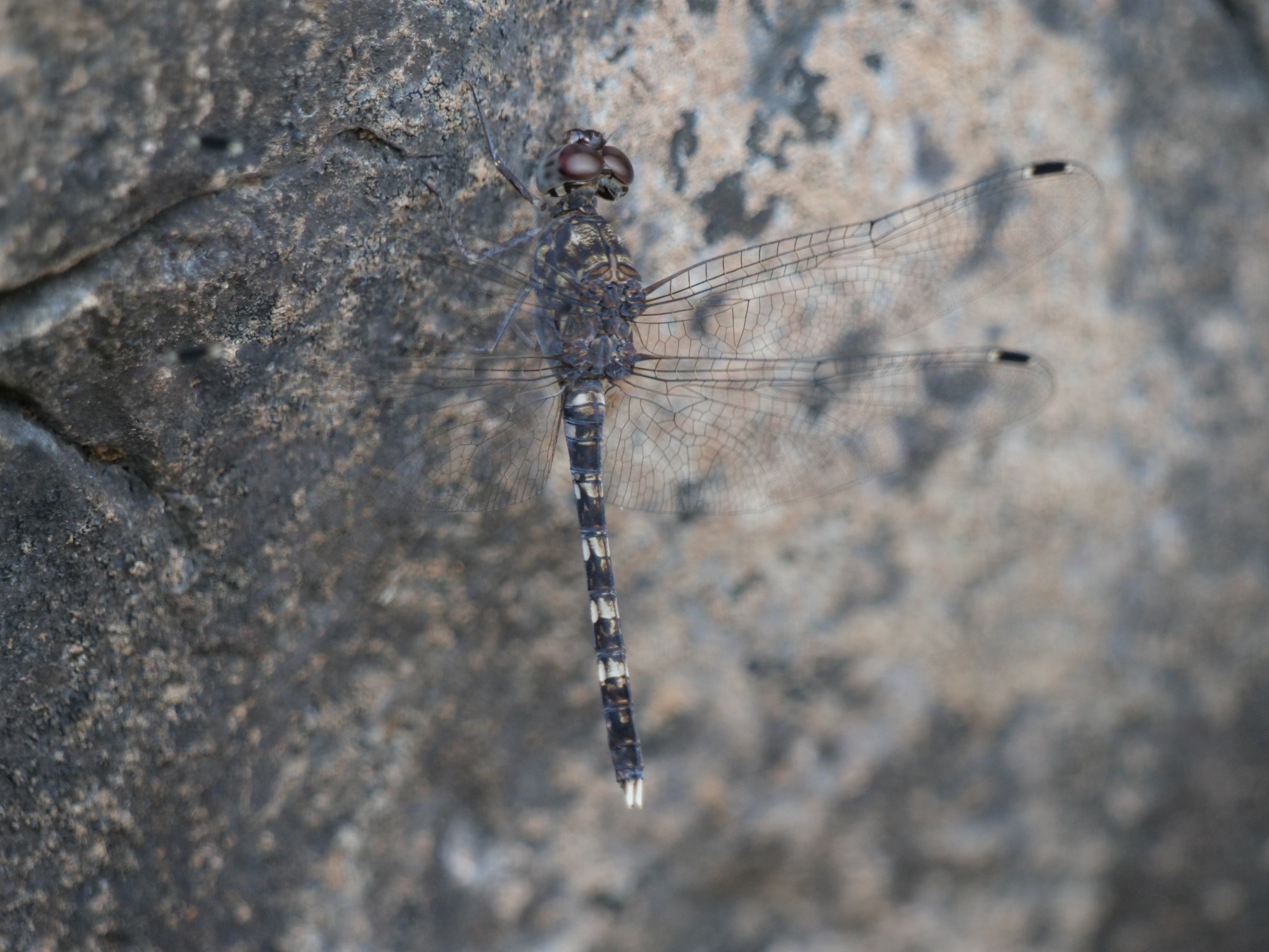 Indian Rockdweller