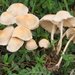 Marasmius collinus - Photo (c) Marco Floriani, some rights reserved (CC BY-NC), uploaded by Marco Floriani