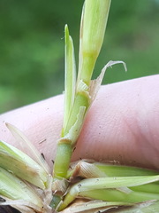 Eremochloa ophiuroides