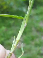 Eremochloa ophiuroides