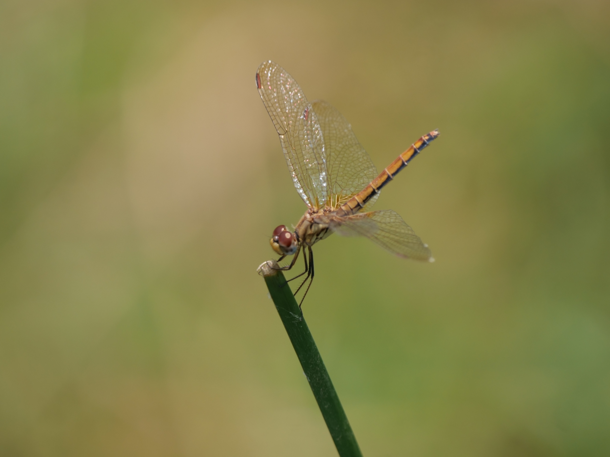 Crimson Marsh Glider