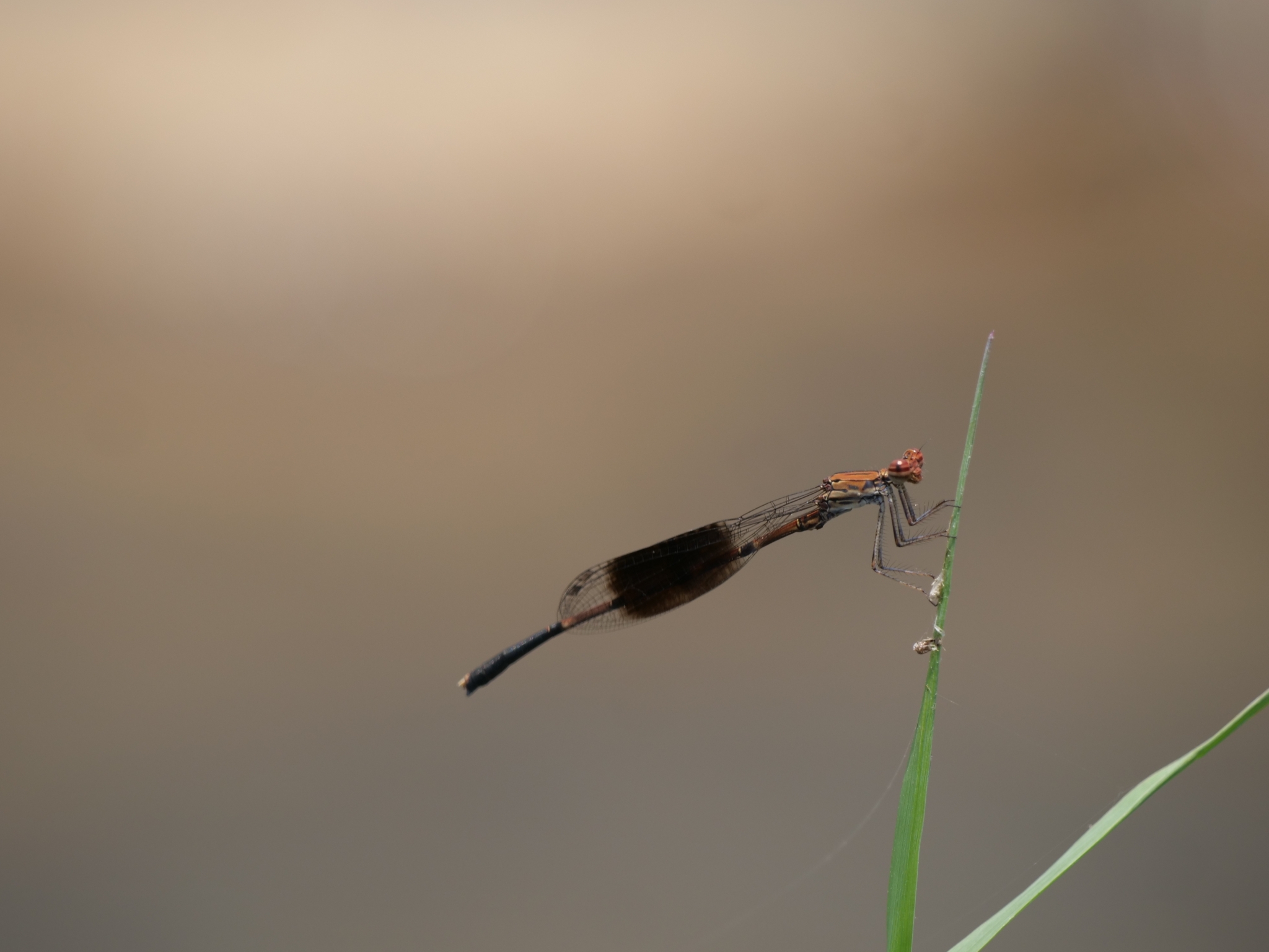 Black-Banded Threadtail