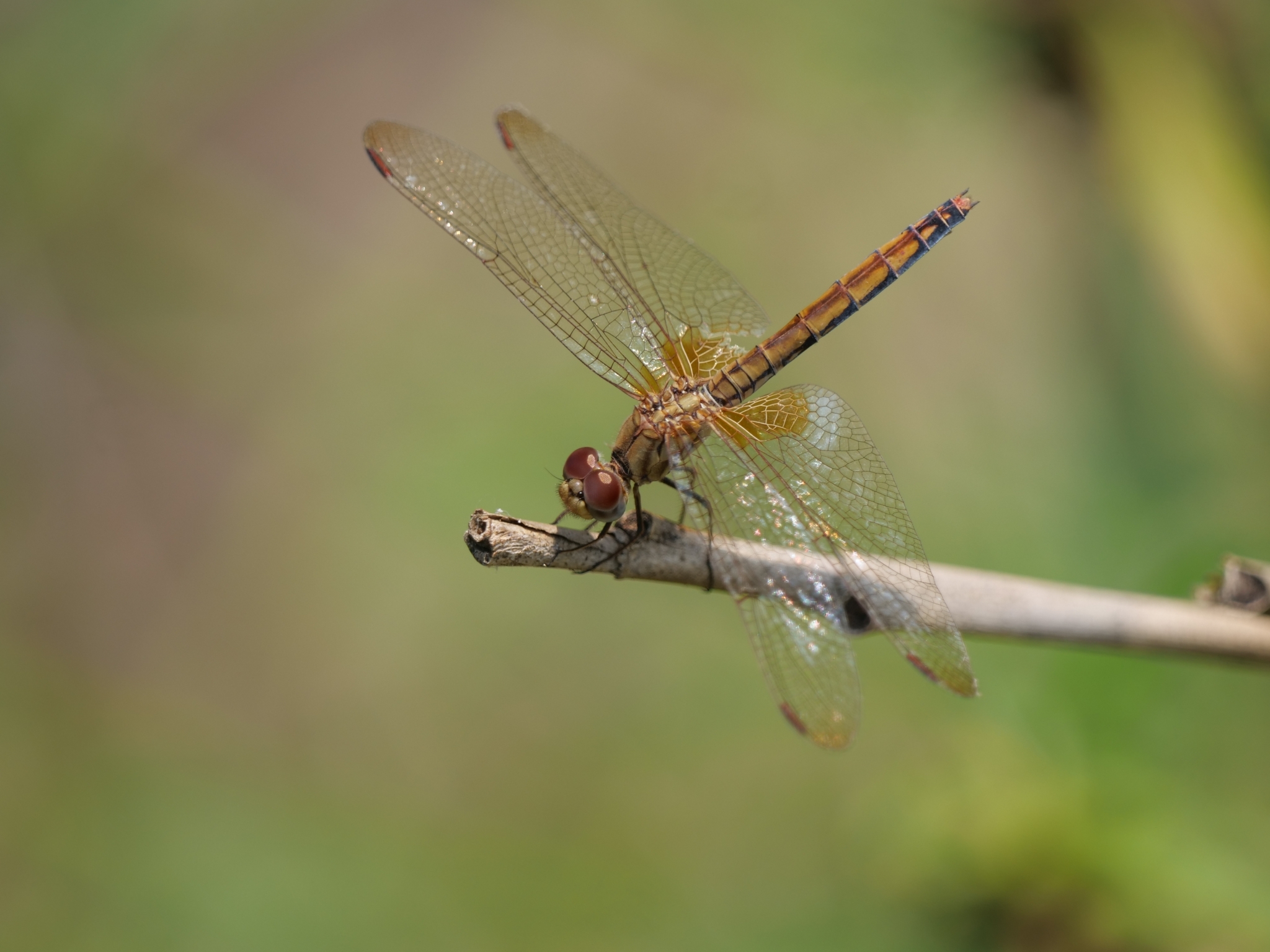 Crimson Marsh Glider