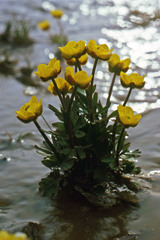 Ranunculus sulphureus