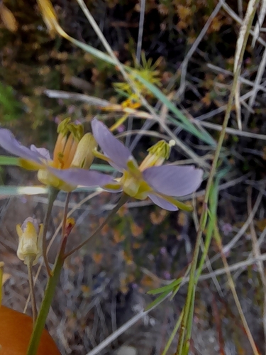 Image of Heliophila linearis by (c) Noeleen du Toit, some rights reserved (CC BY-SA)