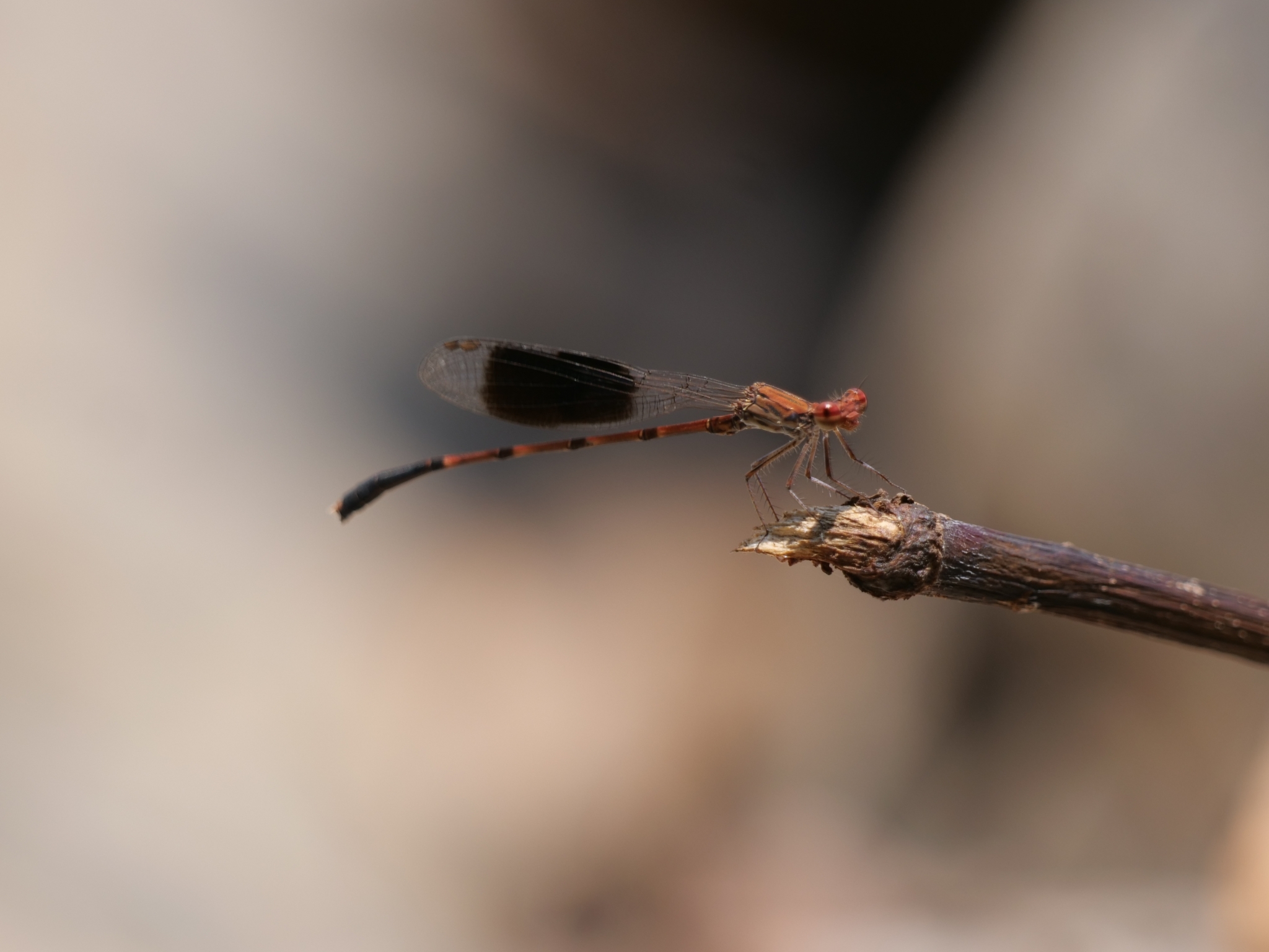 Black-Banded Threadtail