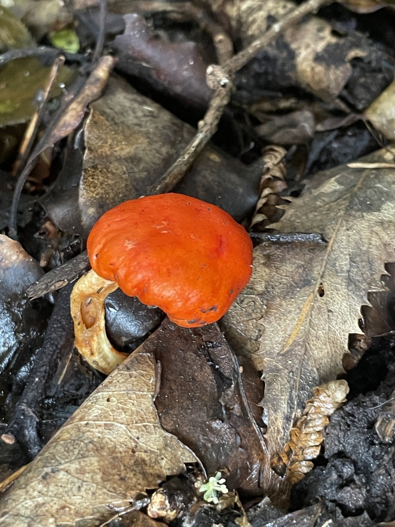 Leratiomyces erythrocephalus · April 2025 · photo: © taylor_dc (iNaturalist, cc-by)