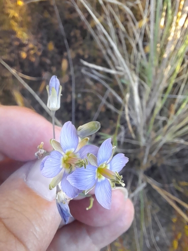 Image of Heliophila linearis by (c) Noeleen du Toit, some rights reserved (CC BY-SA)