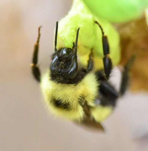 Sanderson's Bumble Bee photo 3