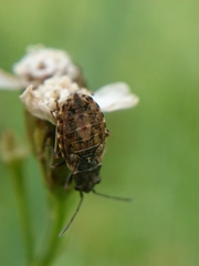 Nithecus jacobaeae