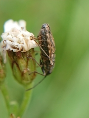 Nithecus jacobaeae