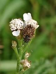 Nithecus jacobaeae