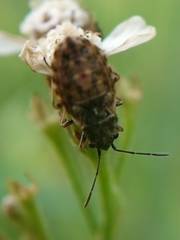 Nithecus jacobaeae