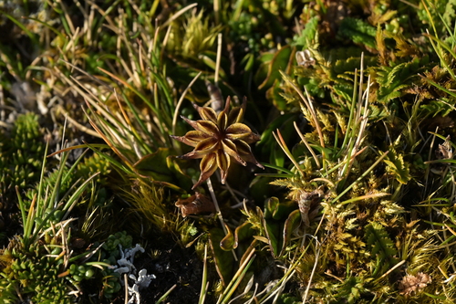 Image of Caltha novae by (c) Christopher Stephens, some rights reserved (CC BY-SA)
