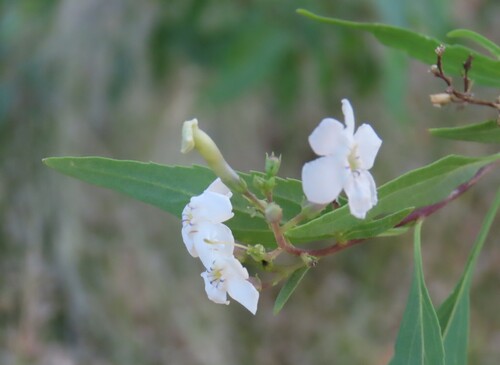 Image of Manuleopsis dinteri by no rights reserved