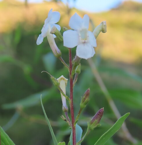Image of Manuleopsis dinteri by no rights reserved