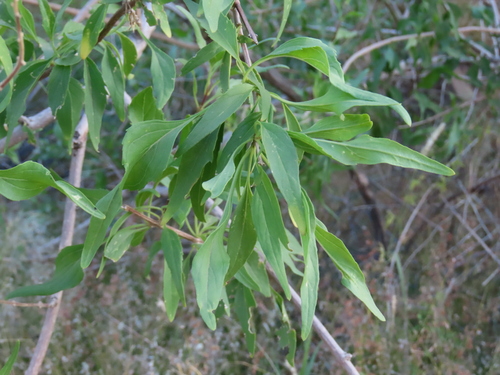 Image of Manuleopsis dinteri by no rights reserved