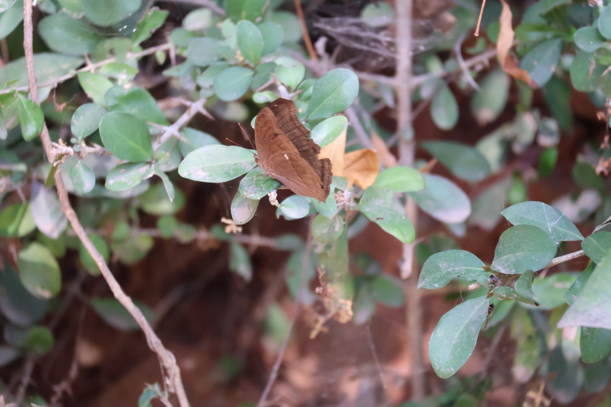 Chocolate Pansy