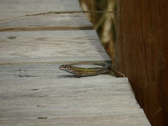 Podarcis carbonelli carbonelli
