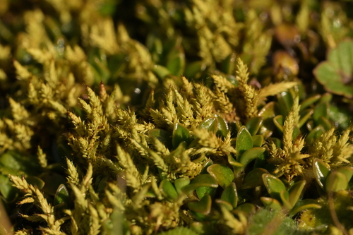 Image of Rhacocarpus purpurascens by (c) Christopher Stephens, some rights reserved (CC BY-SA)