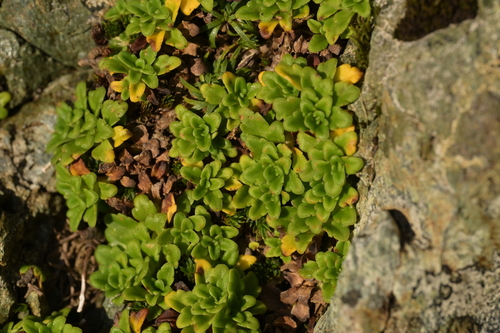 Image of Creeping Mountain Foxglove (Ourisia caespitosa) by (c) Christopher Stephens, some rights reserved (CC BY-SA)