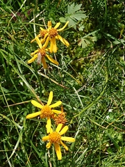 Jacobaea abrotanifolia