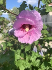 Hibiscus syriacus
